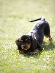 犬の狂犬病予防注射のお知らせ